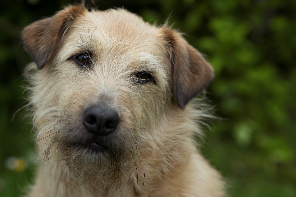 Pictiúr ó twitter.com