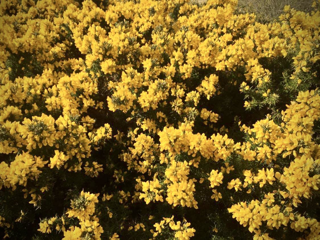 Pictiúr ó twitter.com